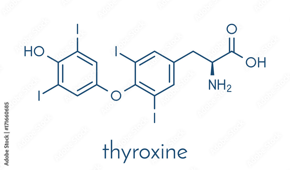 Thyroxine (T4, levothyroxine) thyroid hormone molecule. Prohormone of