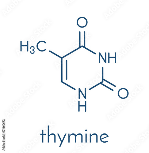 Thymine (T) nucleobase molecule. present in DNA. Skeletal formula.