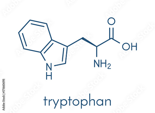 Tryptophan (l-tryptophan, Trp, W) amino acid molecule. Skeletal formula.