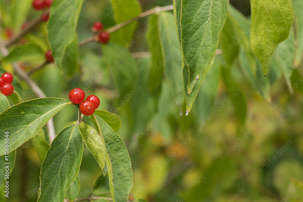 Wild Berries