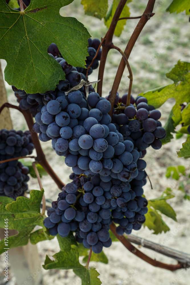 Fototapeta premium Grapes and vineyards