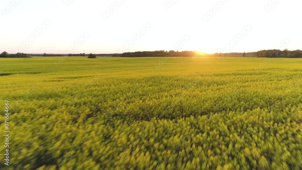 Aerial drone shot flying fast and low over a rapeseed field into the sunset Aerial drone shot flying fast and low over a rapeseed field into the sunset