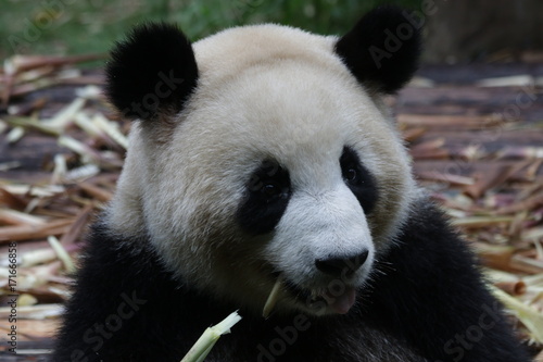Fototapeta Naklejka Na Ścianę i Meble -  Giant Panda in Chengdu,China