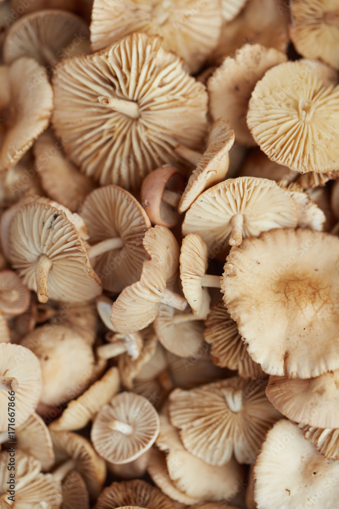 Close up of fresh scotch bonnet mushrooms Close up of fresh scotch bonnet mushrooms