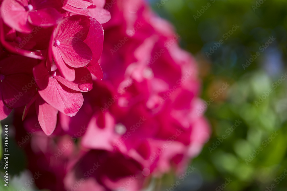 Pink Hydrangea Pink Hydrangea