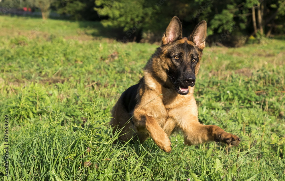 German shepherd runs in the summer park