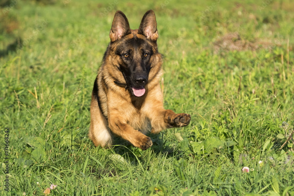 German shepherd runs in the summer park German shepherd runs in the summer park
