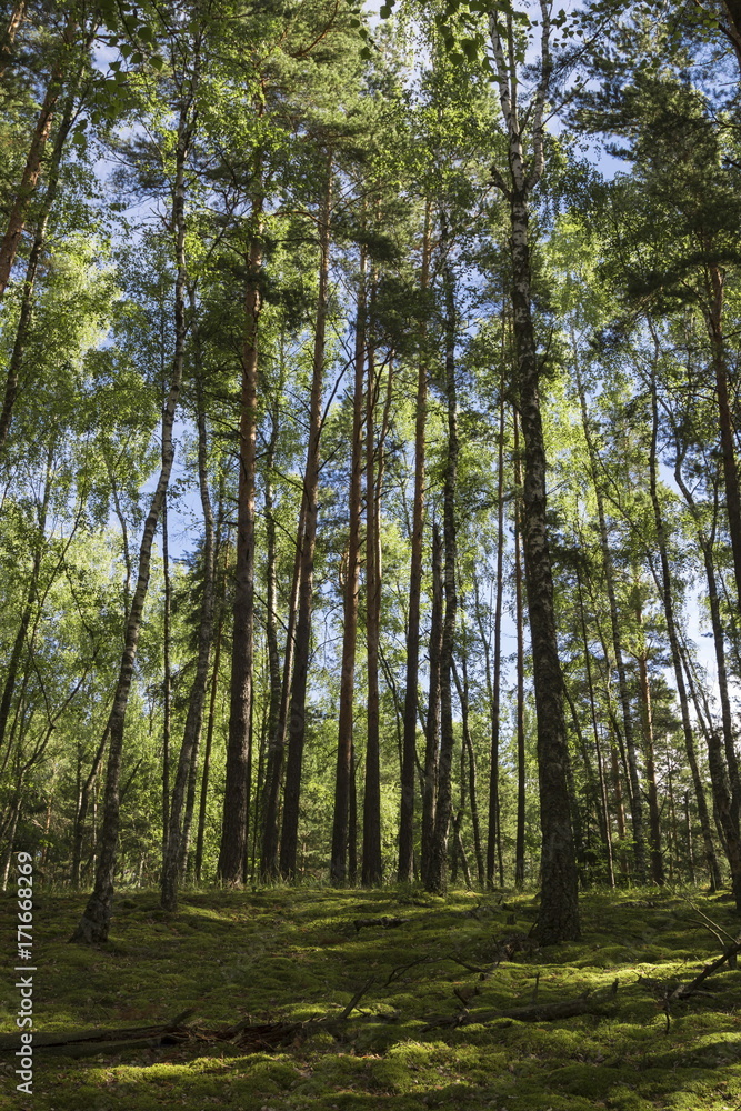 Fototapeta premium Summer forest in a midland of Europe