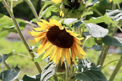 Sunflower closeup