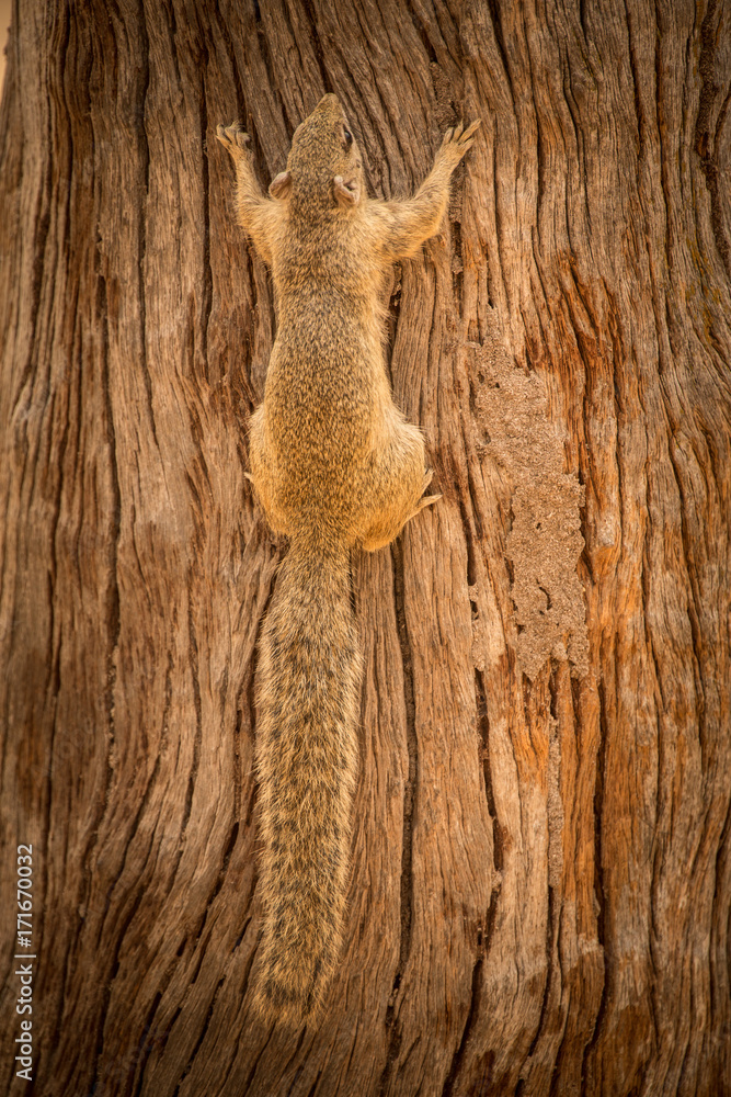 Fototapeta premium Tree Squirrel (Smith's Bush), Botswana