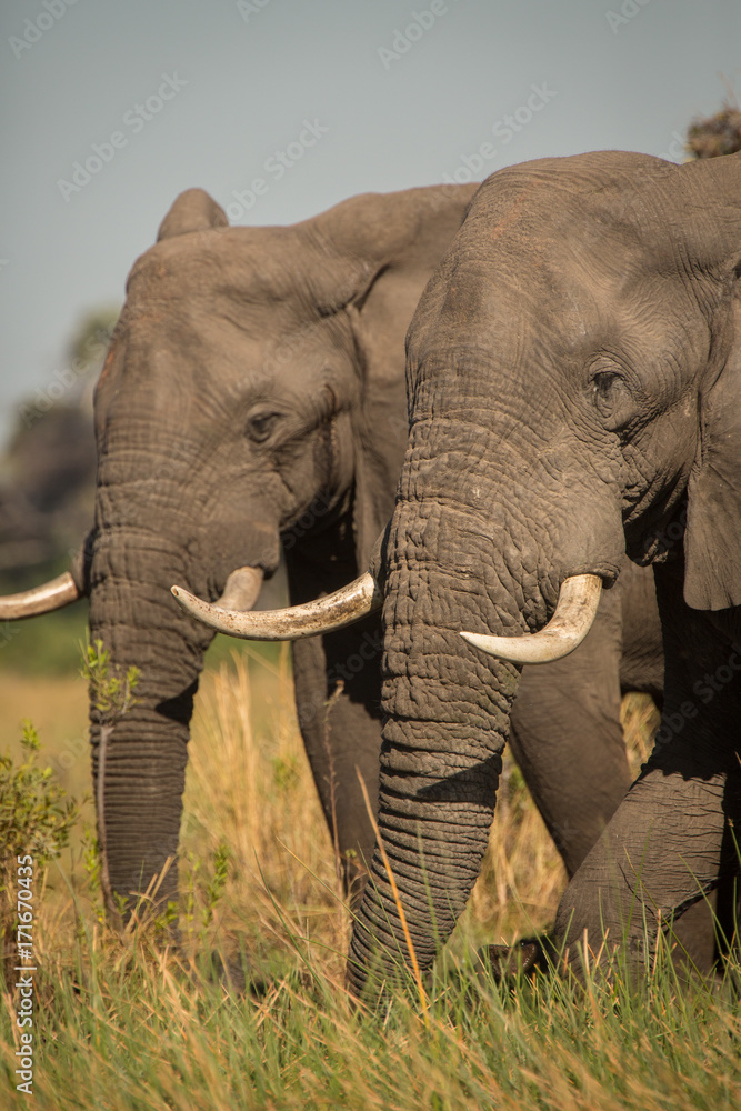 Elephants, Okavango Delta, Botswana