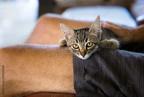 Tabby kitten sitting on her male owner's lap photo