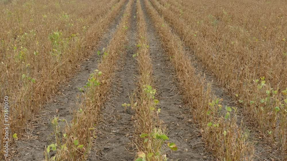 Soy bean plant in field ready for harvest, after drought Soy bean plant in field ready for harvest, after drought