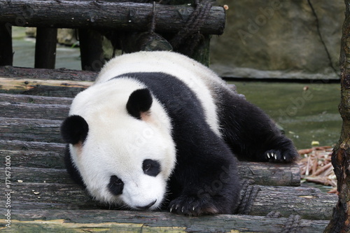 Fototapeta Naklejka Na Ścianę i Meble -  Giant Panda in Chongqing, China