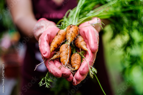 Harvesting organic carrots planted on a raised bed photo