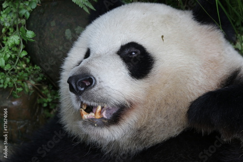 Fototapeta Naklejka Na Ścianę i Meble -  Closed-up Sleeping Panda's Face, Chengdu, China