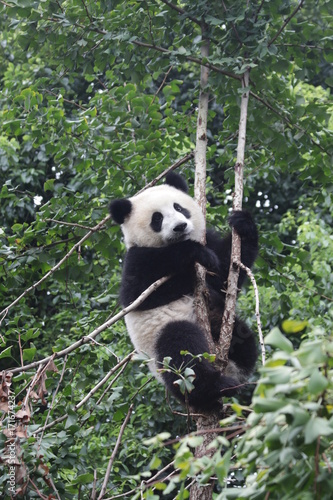 Fototapeta Naklejka Na Ścianę i Meble -  Playful Panda Cubs on the Tree, Chengdu, China