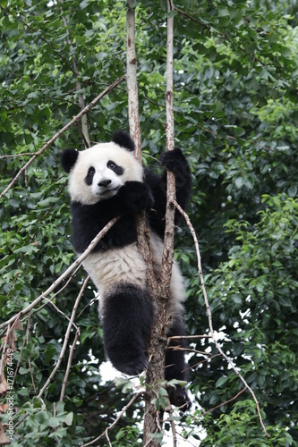 Fototapeta Naklejka Na Ścianę i Meble -  Little Panda is Having fun on Climbing up the Tree,Chengdu, China