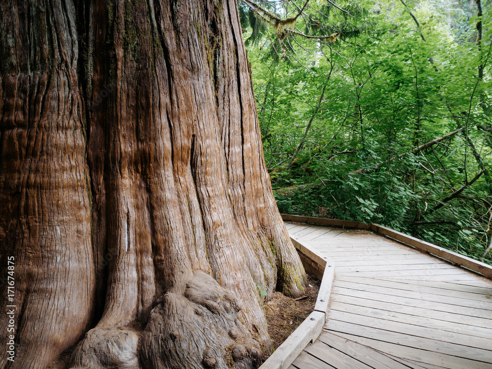 Wooden walkway curving around large tree trunk Stock Photo | Adobe Stock