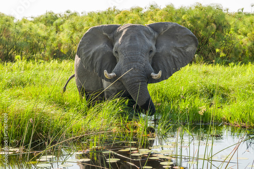 Sticker angry Elephants, Okavango Delta, Botswana
