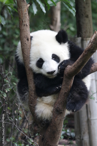 Fototapeta Naklejka Na Ścianę i Meble -  Panda Cubs is Sleeping on the Tree, Chengdu, China
