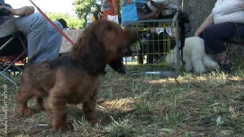 Young brown dachshund on a leash, barking at passers, long-wool Badgerers photo