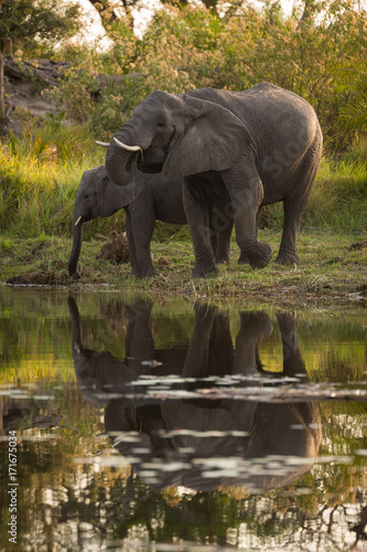 Elephants  Okavango Delta  Botswana