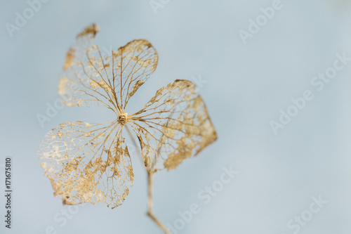 Fading away golden hydrangea dried flower close up photo