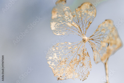 Golden withered hydrangea flower on pale blue