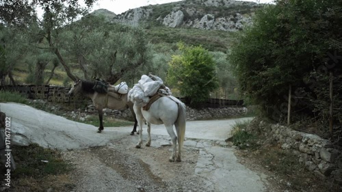 Two horses rest after a cargo trip Poor life of people living in the mountains. Transportation of animals and cargoes