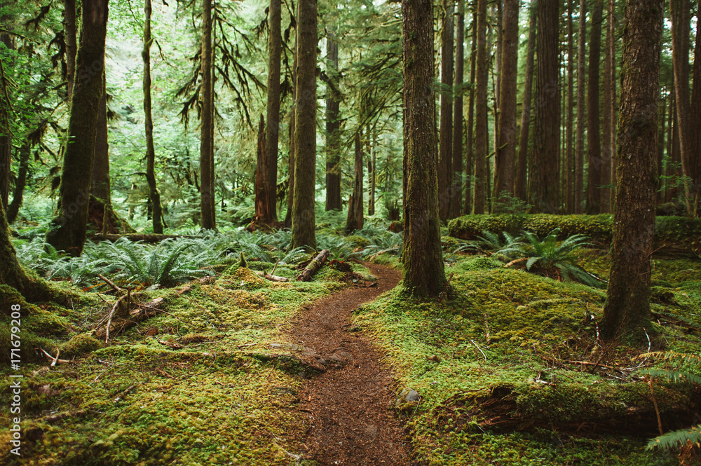 Olympic National Park Trail in Washington Olympic National Park Trail in Washington