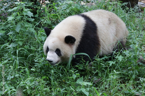 Fototapeta Naklejka Na Ścianę i Meble -  Cute Fluffy Panda on the Playground, Chengdu, China