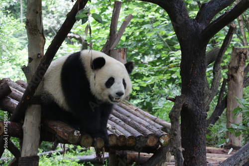 Playful Panda on the Wood Structure, Chengdu, China © foreverhappy