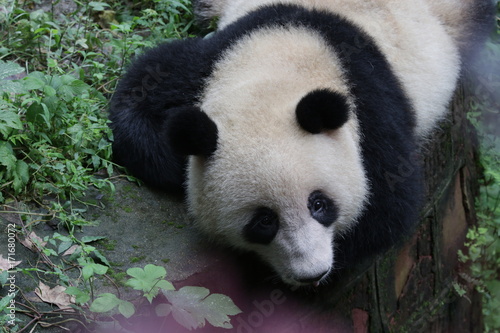 Fototapeta Naklejka Na Ścianę i Meble -  Sleeping Panda on the Green Yard, Chengdu, China