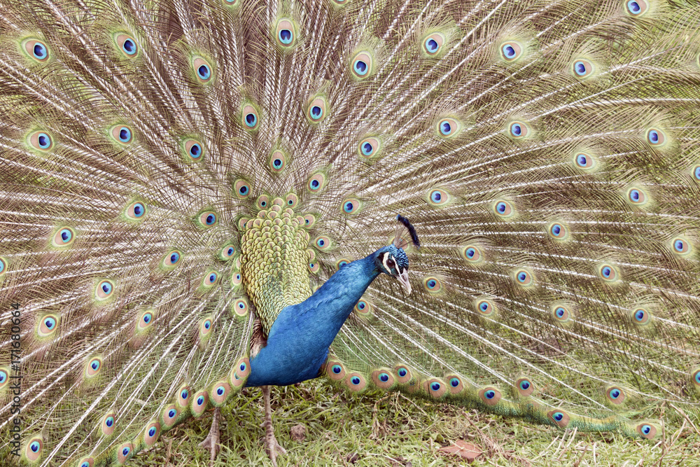 Obraz premium peacock