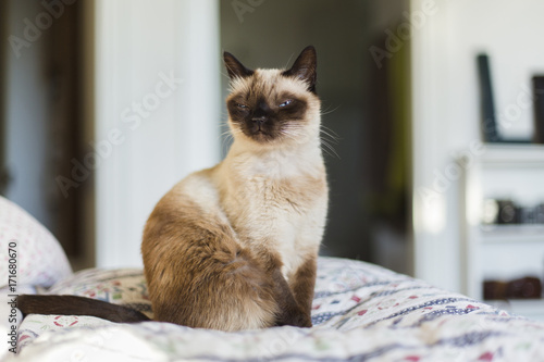 SIamese cat sits with funny face on quilt in bedroom photo