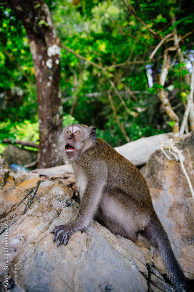 Monkey with open mouth looking up with scared look on rock Monkey with open mouth looking up with scared look on rock