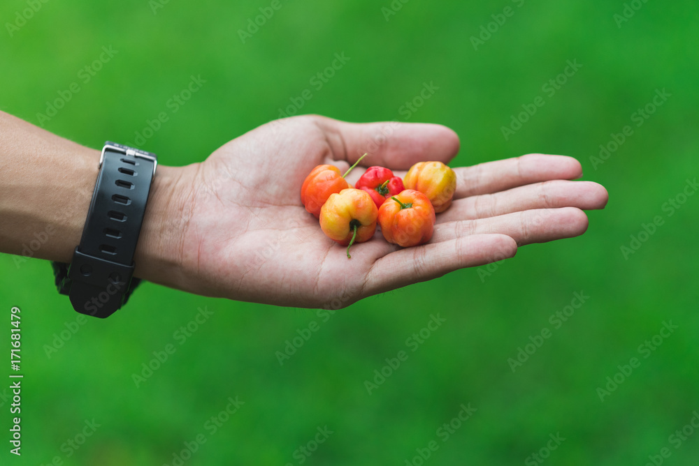 Handful of fruits (Barbados or Thai cherry) on a palm of Asian (Thai) man. Concept of fruitarianism, raw foodism, diet. Concept of offer, proposal, gift, care. Green background Handful of fruits (Barbados or Thai cherry) on a palm of Asian (Thai) man. Concept of fruitarianism, raw foodism, diet. Concept of offer, proposal, gift, care. Green background