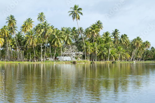 Lots of coconut trees by the lake. Reflection.