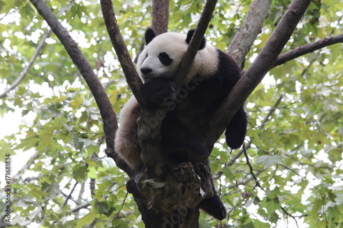 Fototapeta Naklejka Na Ścianę i Meble -  Sleeping Panda on the Tree, Chengdu, China