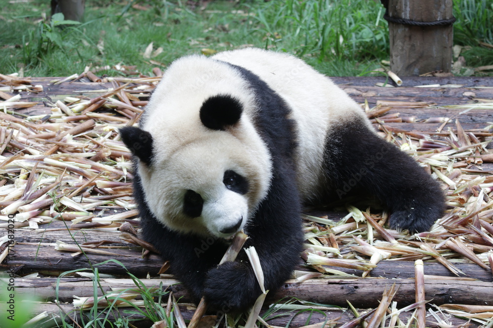 Obraz premium Giant Panda Cub is Happy on Eating Bamboo Shoots, Chengdu, China