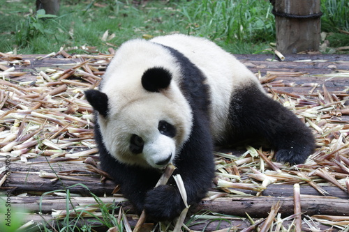 Fototapeta Naklejka Na Ścianę i Meble -  Giant Panda Cub is Happy on Eating Bamboo Shoots, Chengdu, China