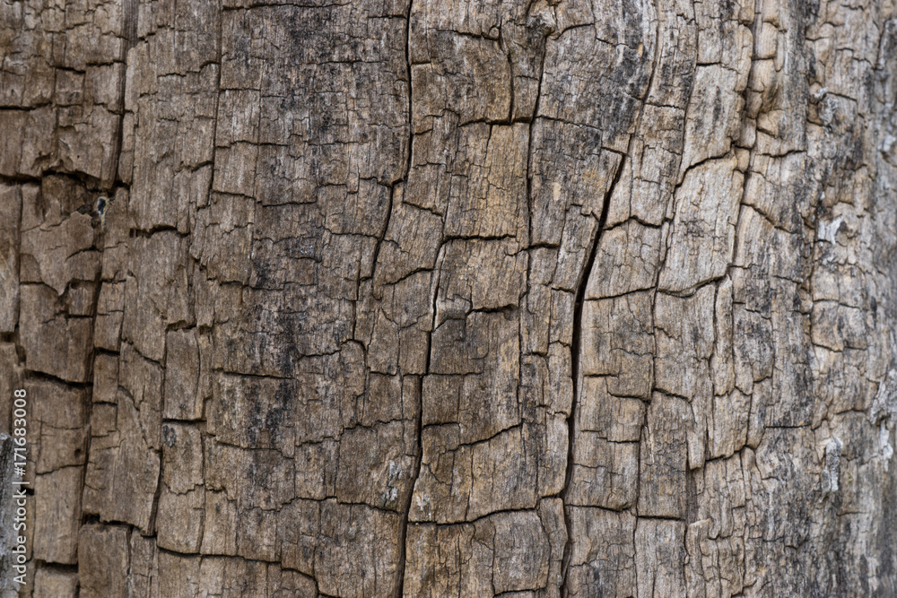 baum rinde hintergrund struktur baum rinde hintergrund struktur