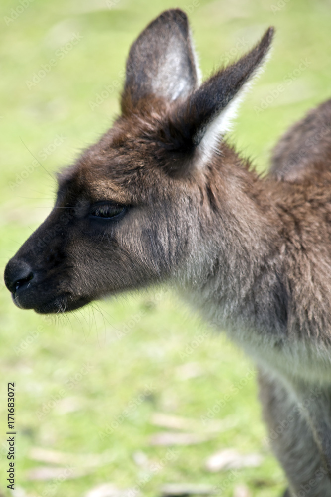 kangaroo-Island kangaroo