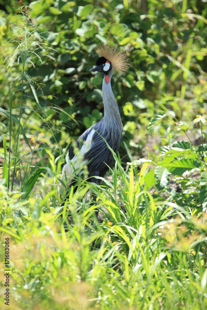 Fototapeta premium Crested Crane, Uganda