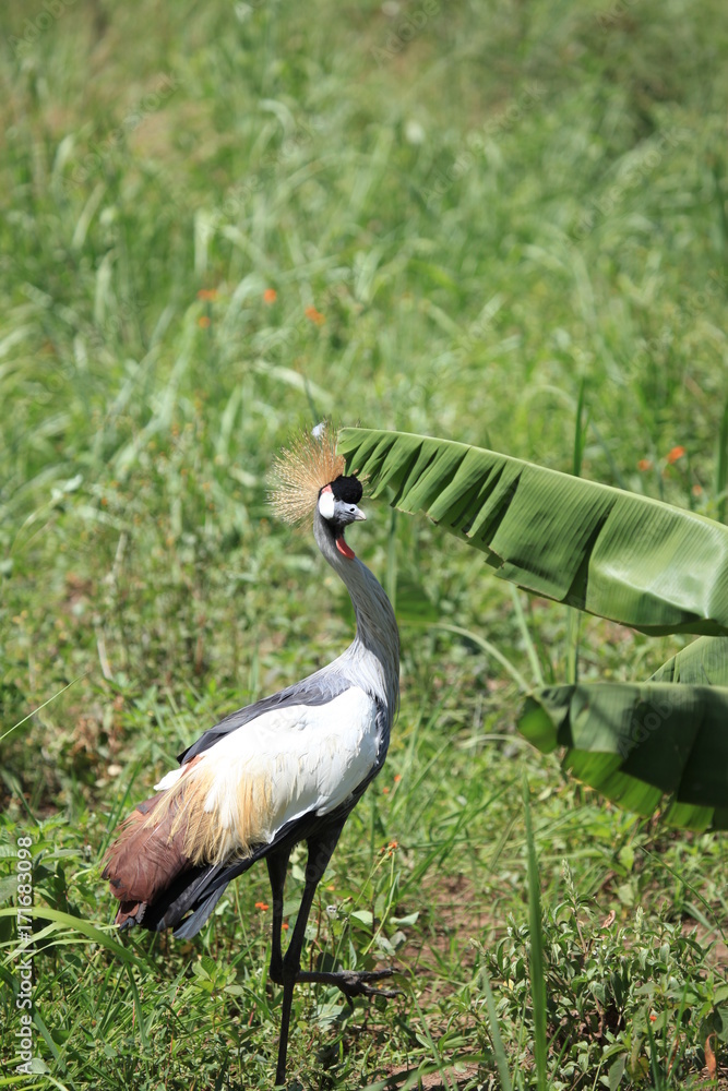 Fototapeta premium Crested Crane, Uganda