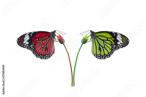 Colorful butterflies isolated on white background (The Common Tiger)