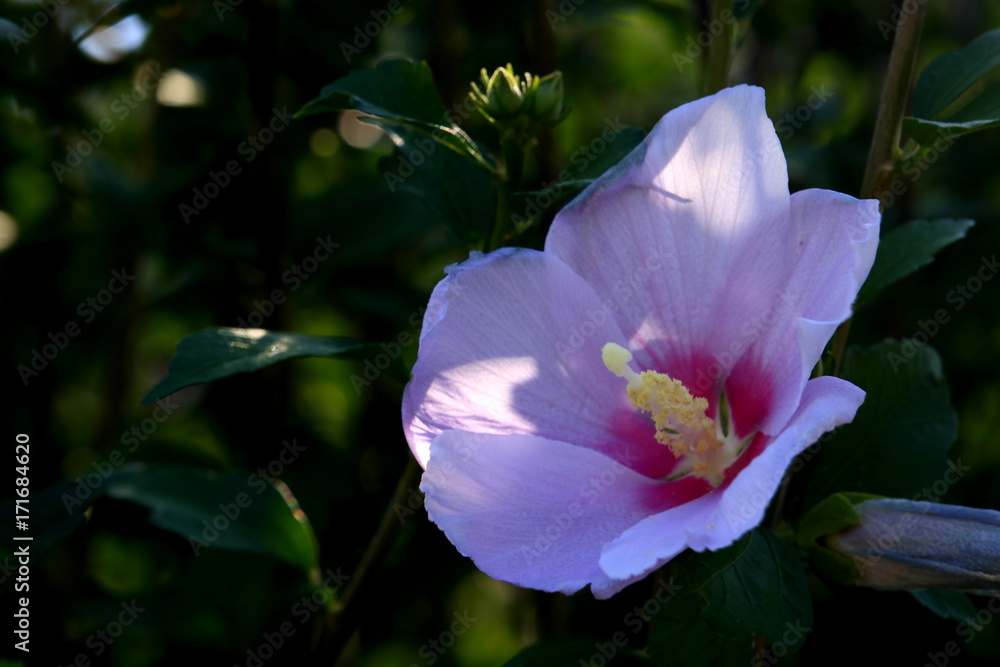 Naklejka premium rose of sharon