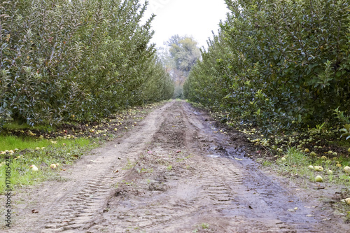Apple orchard. Rows of trees and the fruit of the ground under t