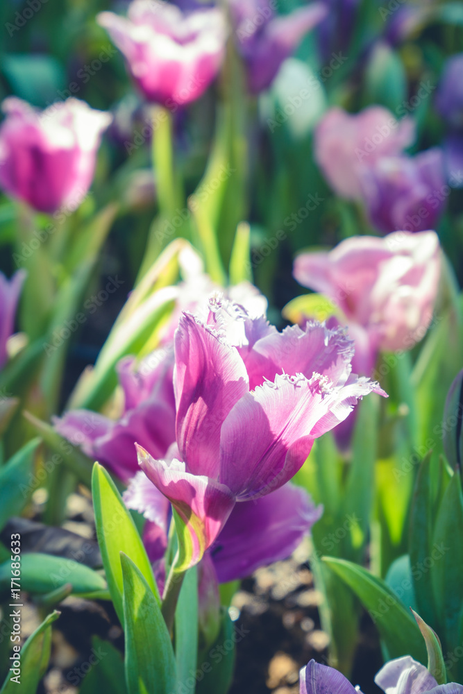 Beautiful bouquet of tulips. colorful tulips. tulips in spring, colourful tulip Beautiful bouquet of tulips. colorful tulips. tulips in spring, colourful tulip